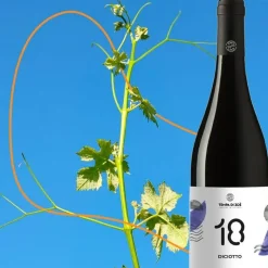 18 Diciotto Paestum IGP 2020 Cantina Tempa Di Zoè